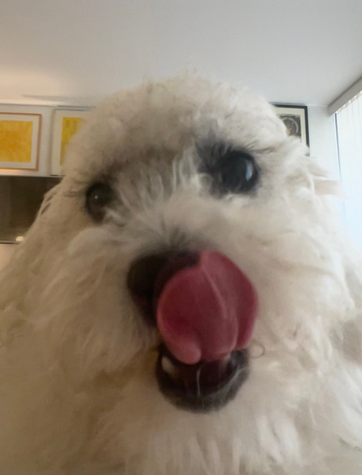 Joey, Chief Comfort Officer at AstorHill Storyworks